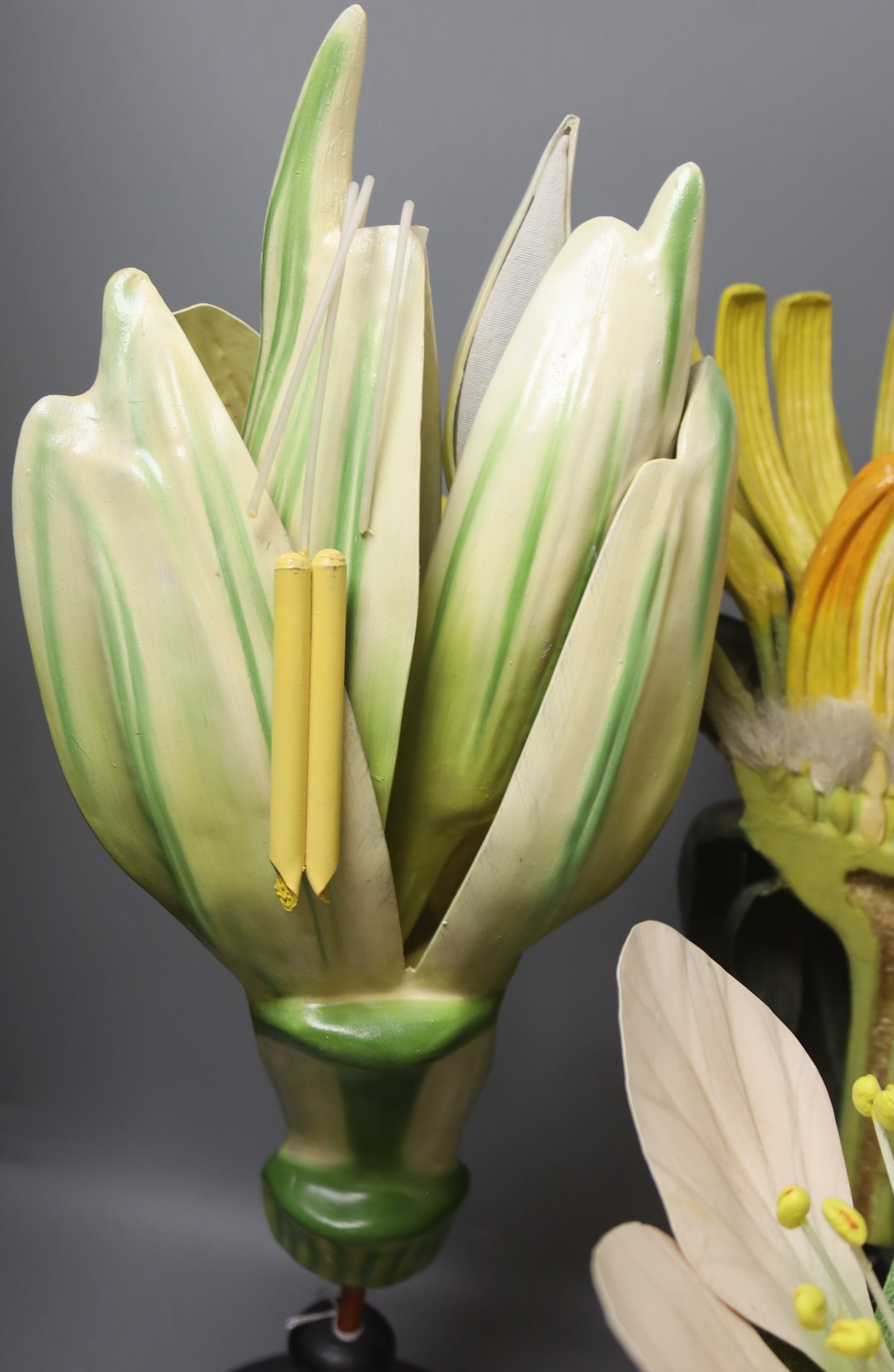 A Group of four 20th century German Brendel botanical specimen / teaching models, assembling models to include Lilium Candidum Lys Fleur, Brassica Cruciferae, Prunus Cesarus and one other, the tallest 51cm high.